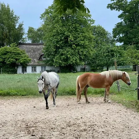 Ferienbauernhof Nuebbelhof Zum Kuhstall Lejlighed Kappeln